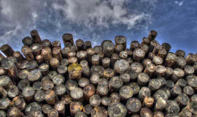 logs, wood, lumber, logging, bole, firewood, pieces of timber, woodpile, wooden, timber, forestry, deforestation, material, logs, lumber, lumber, logging, logging, firewood, timber, timber, deforestation, deforestation, deforestation, deforestation, deforestation