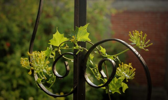 plant, plant guide, nature, leaf, yard