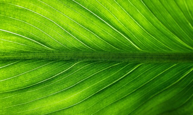 leaf, nature, green, plants, veins, translucent, foliage, green nature, green plant, green leaf, green leaves, green plants, green natural, leaf, leaf, leaf, green, green, green, green, green