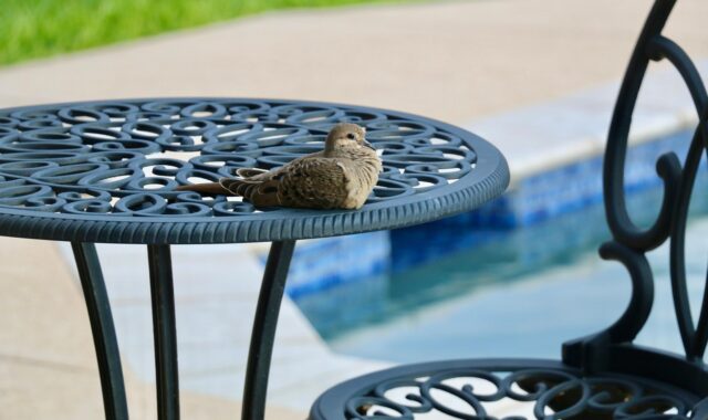 dove, bird, patio furniture, poolside, nature, avian, dove, dove, dove, dove, dove, patio furniture, poolside