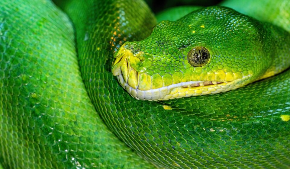 green tree python, python, snake, reptile, green, wildlife, australia, constrictor, serpent, green python, green snake, tree python