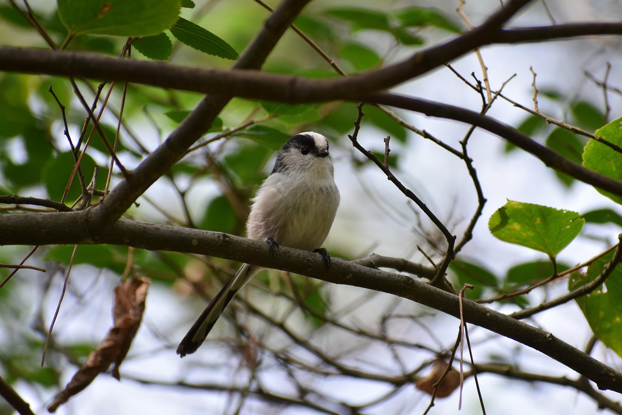 animal, forest, kusagi, bird, wild bird, nature, energy guide department of, energy guide, cute, wild animals, natural, landscape