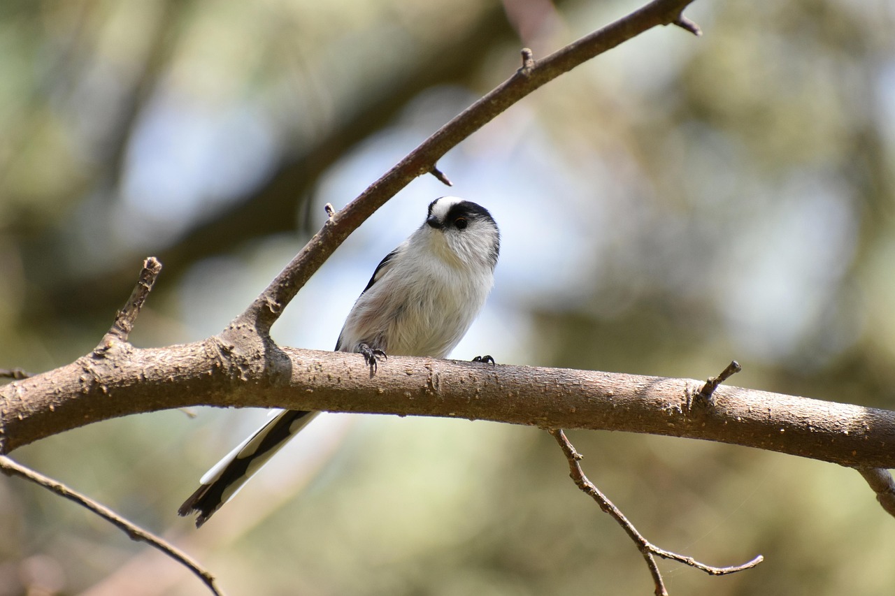 animal, forest, wood, bird, wild bird, energy guide department of, nature, energy guide, cute, wild animals, natural, landscape