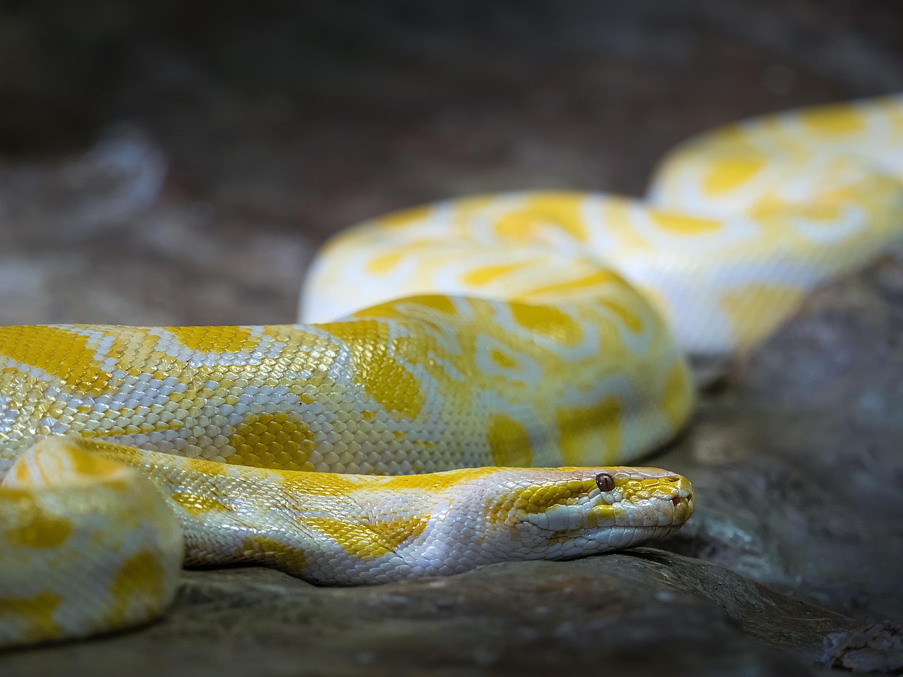 albino burmese python, burmese python, snake, animal, reptile, nature, wildlife, python