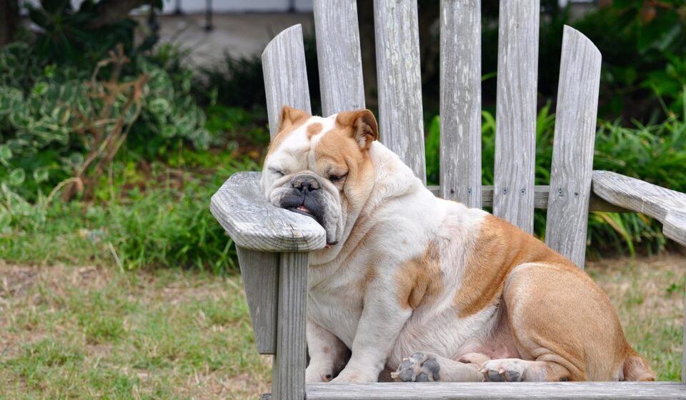 dog, sleeping, resting, rest, canine, nature, tired, sleepy, funny, adorable, nap, comfortable, pet, animal
