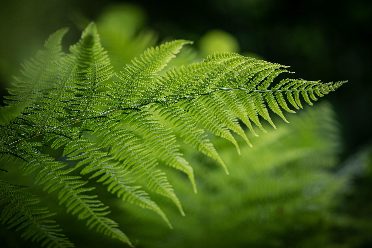 fern, fern leaves, foliage, nature, plant, forest, fern, fern, fern, fern, fern, forest, forest