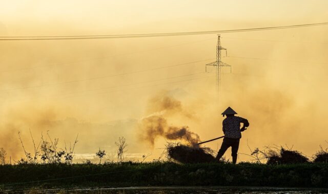 labor, farmer, work, people, job, agriculture, vietnam, farm, women, rice, hard