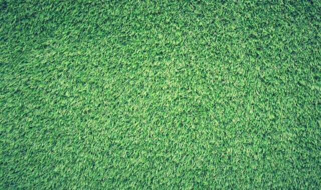 field, grass, desktop backgrounds, 4k wallpaper 1920x1080, windows wallpaper, mac wallpaper, full hd wallpaper, hd wallpaper, green, lawn, nature, texture, background, wallpaper 4k, cool backgrounds, 4k wallpaper, laptop wallpaper, free wallpaper, green background, wallpaper hd, beautiful wallpaper, green texture, free background, green grass, green field