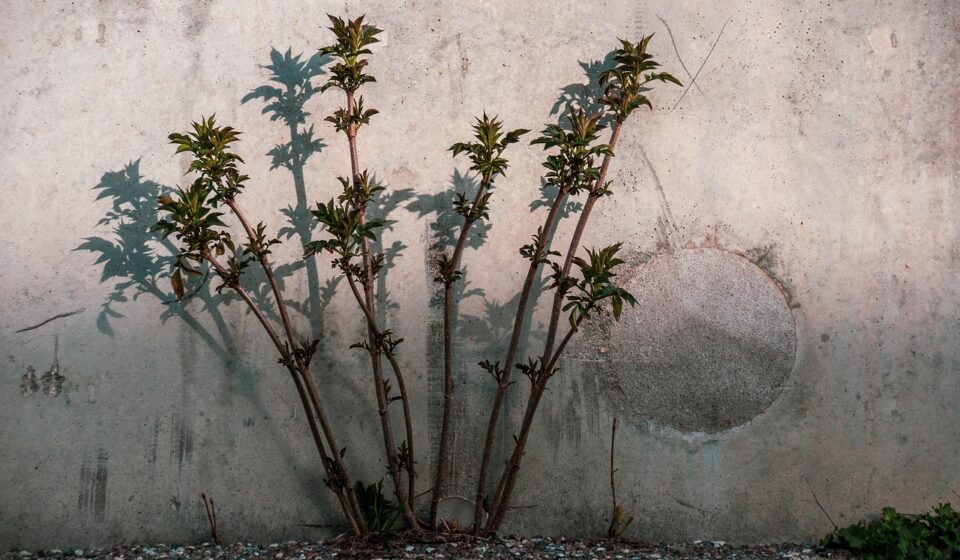 plants, wall, concrete, stone, nature, shadow